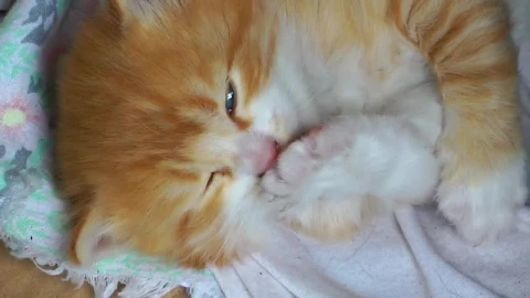 Stock Video Cute Kitten Licking A Claw Live Wallpaper For PC - Free Live Wallpaper