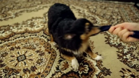 Stock Video Cute Dog Plays With His Cloth Toy With Its Owner Live Wallpaper For PC - Free Live Wallpaper