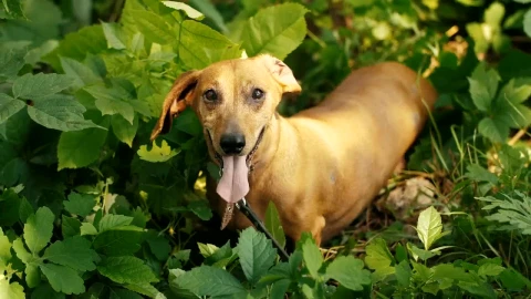 Stock Video Cute Dog Among The Grass In The Park Live Wallpaper For PC - Free Live Wallpaper