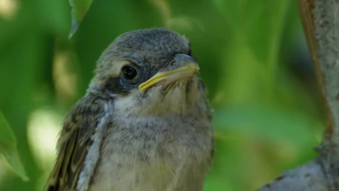 Stock Video Cute Bird Standing On A Tree Branch Live Wallpaper For PC - Free Live Wallpaper