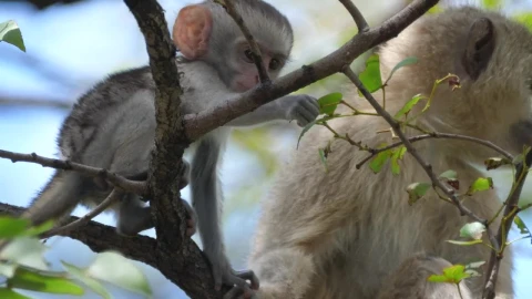 Stock Video Cute Baby Monkey Grabs A Leaf Live Wallpaper For PC - Free Live Wallpaper
