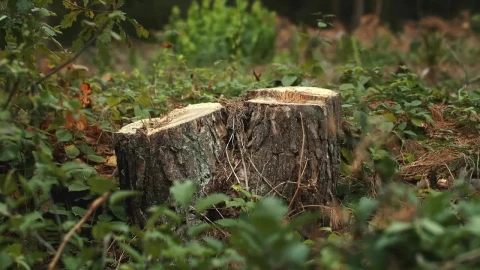 Stock Video Cut Tree Showing Environmental Destruction Live Wallpaper For PC - Free Live Wallpaper