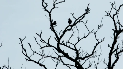 Stock Video Crows Against A Clear Sky Live Wallpaper For PC - Free Live Wallpaper