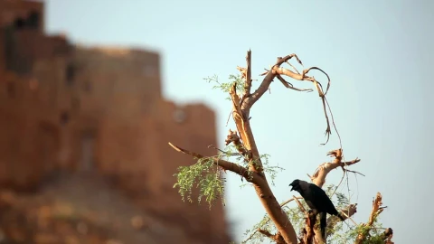 Stock Video Crow Standing On A Tree Branch Live Wallpaper For PC - Free Live Wallpaper