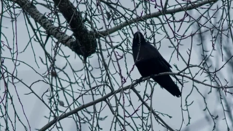 Stock Video Crow Standing On A Branch In Winter Live Wallpaper For PC - Free Live Wallpaper