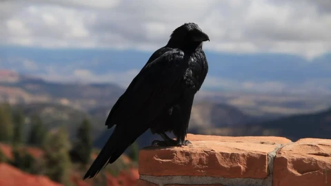 Stock Video Crow Resting In The Breeze Live Wallpaper For PC - Free Live Wallpaper