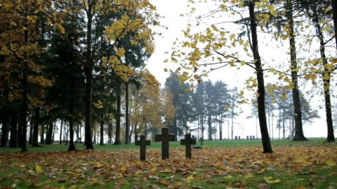 Stock Video Crosses Between Trees Live Wallpaper For PC - Free Live Wallpaper
