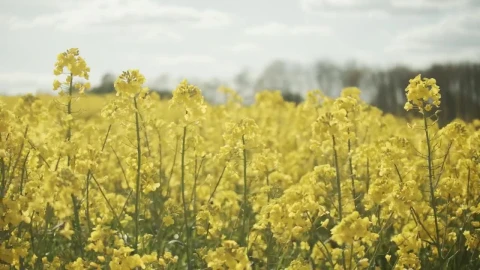 Stock Video Crops Swaying Under A Summer Sky Live Wallpaper For PC - Free Live Wallpaper