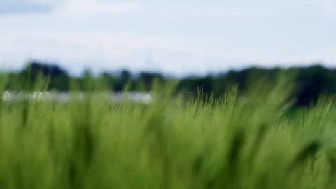 Stock Video Crops Swaying In The Breeze Live Wallpaper For PC - Free Live Wallpaper