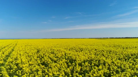 Stock Video Crops Stretching Towards The Horizon Live Wallpaper For PC - Free Live Wallpaper