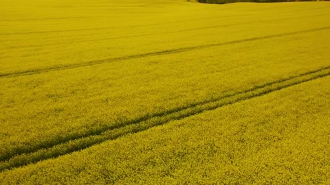 Stock Video Crops Ready To Be Harvested Live Wallpaper For PC - Free Live Wallpaper