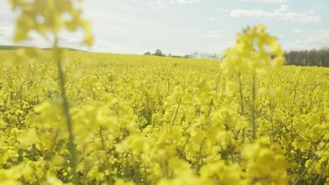 Stock Video Crops Ready For Harvest Live Wallpaper For PC - Free Live Wallpaper