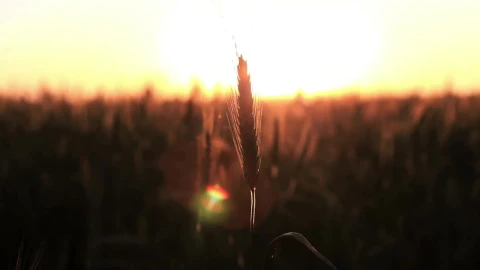 Stock Video Crops Moving Slowly In The Breeze Live Wallpaper For PC - Free Live Wallpaper