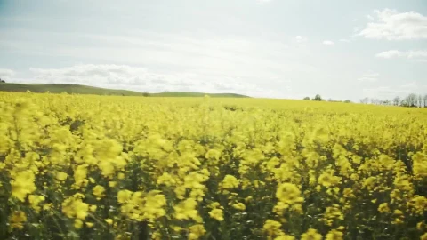 Stock Video Crops Moving In The Breeze Live Wallpaper For PC - Free Live Wallpaper