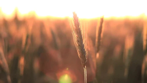 Stock Video Crops In The Breeze At Sunset Live Wallpaper For PC - Free Live Wallpaper