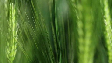 Stock Video Crops Blowing In The Wind Live Wallpaper For PC - Free Live Wallpaper