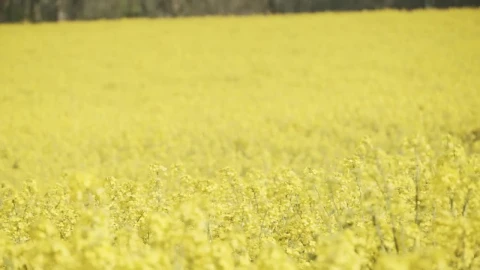 Stock Video Crops Blowing In The Breeze Live Wallpaper For PC - Free Live Wallpaper