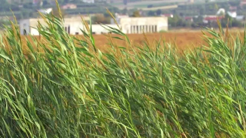Stock Video Crops Blowing Against A Strong Wind Live Wallpaper For PC - Free Live Wallpaper