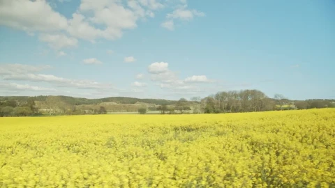 Stock Video Crops Below A Blue Sky Live Wallpaper For PC - Free Live Wallpaper