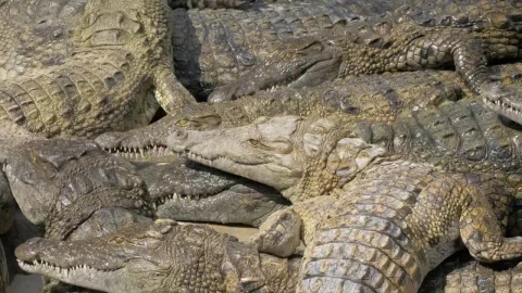 Stock Video Crocodiles Waiting For Food Live Wallpaper For PC - Free Live Wallpaper
