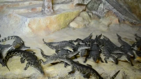 Stock Video Crocodiles In A Large Group  Smal Live Wallpaper For PC - Free Live Wallpaper