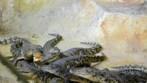 Stock Video Crocodiles Fighting For Food Live Wallpaper For PC - Free Live Wallpaper