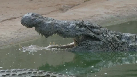 Stock Video Crocodile With An Open Mouth Live Wallpaper For PC - Free Live Wallpaper