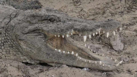 Stock Video Crocodile With An Open Jaw Live Wallpaper For PC - Free Live Wallpaper