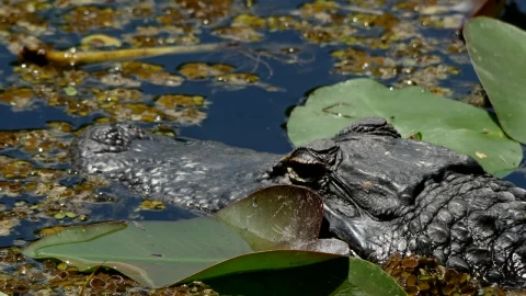 Stock Video Crocodile Waiting For Its Prey Live Wallpaper For PC - Free Live Wallpaper