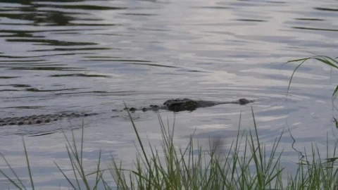 Stock Video Crocodile Swimming In The Lake Live Wallpaper For PC - Free Live Wallpaper