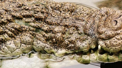 Stock Video Crocodile Skin Texture Live Wallpaper For PC - Free Live Wallpaper