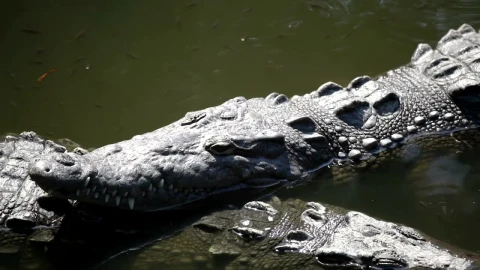 Stock Video Crocodile Resting In The Swamp Live Wallpaper For PC - Free Live Wallpaper
