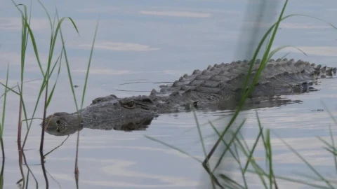 Stock Video Crocodile Lurking In The Lake Live Wallpaper For PC - Free Live Wallpaper