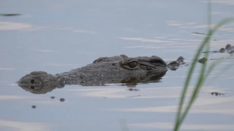 Stock Video Crocodile Lurking In A Lake Live Wallpaper For PC - Free Live Wallpaper