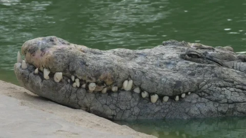 Stock Video Crocodile In A Zoo Live Wallpaper For PC - Free Live Wallpaper