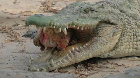 Stock Video Crocodile Holding Meat Live Wallpaper For PC - Free Live Wallpaper
