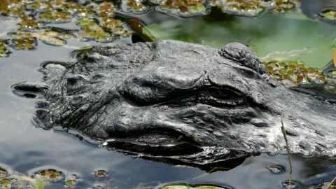 Stock Video Crocodile Head In A Lake Live Wallpaper For PC - Free Live Wallpaper