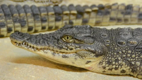 Stock Video Crocodile Breathing Slowly Live Wallpaper For PC - Free Live Wallpaper