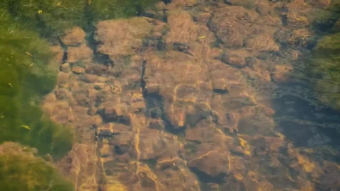 Stock Video Creek Stones Underwater Live Wallpaper For PC - Free Live Wallpaper
