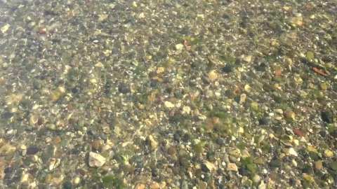 Stock Video Creek And Mossy Stones Live Wallpaper For PC - Free Live Wallpaper
