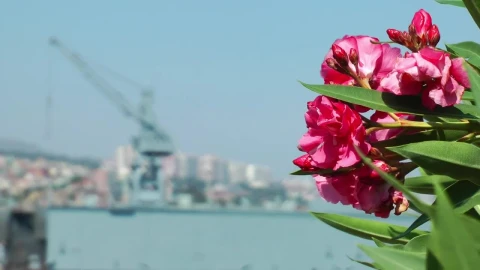 Stock Video Crane Of A Port Seen In The Distance Live Wallpaper For PC - Free Live Wallpaper