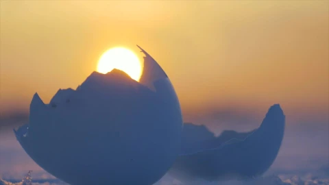 Stock Video Cracked Birds Egg Live Wallpaper For PC - Free Live Wallpaper