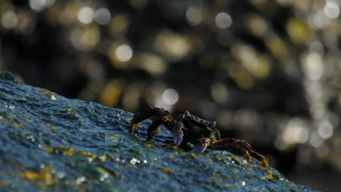 Stock Video Crabs Walking On A Rock In The Beach Live Wallpaper For PC - Free Live Wallpaper