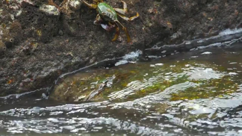 Stock Video Crabs Standing On A Rock Live Wallpaper For PC - Free Live Wallpaper