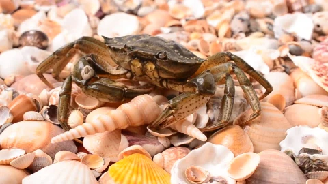 Stock Video Crab Walking Over Shells Live Wallpaper For PC - Free Live Wallpaper