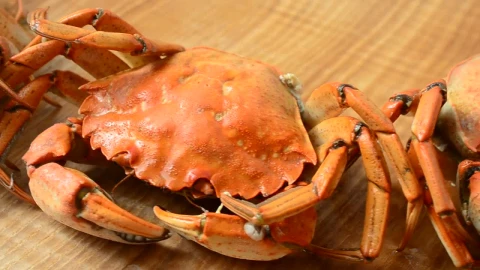Stock Video Crabs On A Kitchen Table Live Wallpaper For PC - Free Live Wallpaper