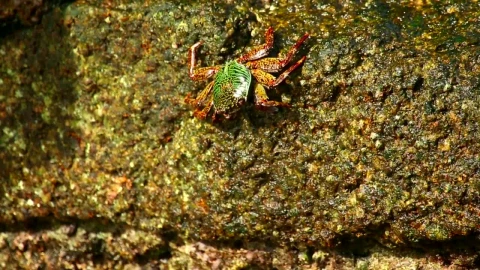 Stock Video Crab Walking On A Wet Stone Live Wallpaper For PC - Free Live Wallpaper