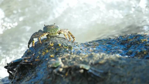 Stock Video Crab Standing On A Rock With Crashing Waves Live Wallpaper For PC - Free Live Wallpaper