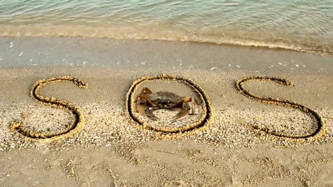 Stock Video Crab Standing In An Sos Sign Live Wallpaper For PC - Free Live Wallpaper