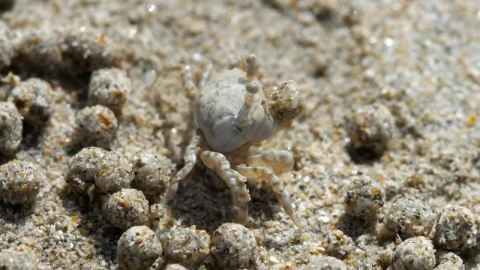 Stock Video Crab Making Sand Bubbles Live Wallpaper For PC - Free Live Wallpaper